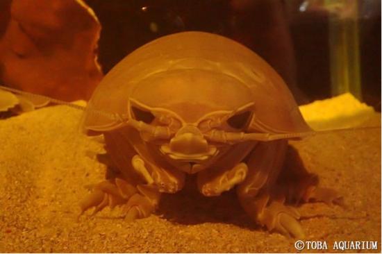 2013年入馆的三重县水族馆大王具足虫12号,来源:日本三重县鳥羽水族館