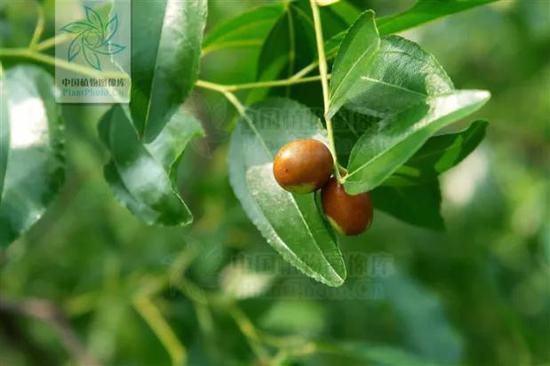酸枣 图片来源:中国植物图像库