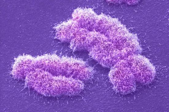 图片来源:Andrew Syred/Science Source