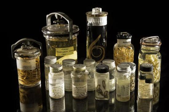 史密森尼自然历史博物馆保存的寄生虫(图片来源:Paul Fetters for the Smithsonian Institution)