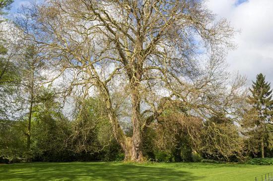 伊利镇的英国No.1悬铃木,周长超过9米。图片:treetree.co.uk