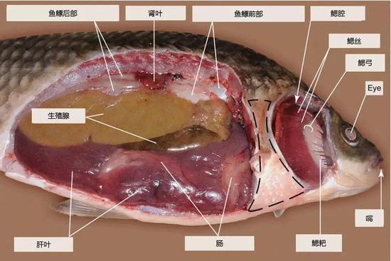 图 4除去体壁和鳃盖的鲫鱼(图片来源:Lőw P et al。 , /Atlas of Animal Anatomy and Histology。 Springer, Cham, 2016: 173-212。)