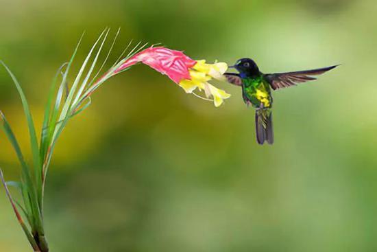 Glittering starfrontlet hummingbird Coeligena orina全球分布只有25平方公里,在哥伦比亚的西安第斯山脉。幸运的是超过一半的分布区在保护地范围内,包括在La Mesenia的一个私人保护地。图片来源: Luis Mazariegos。