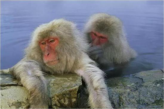 其他猿类可能也会经历ASMR。图片:Roy Toft/National Geographic image collection