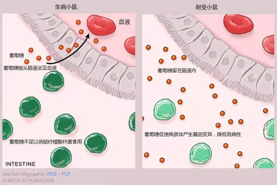 图4:研究人员在一次试验中发现,被鼠柠檬酸杆菌(Citrobacter rodentium)感染后,小鼠小肠中产生的葡萄糖(glucose)会被上皮细胞吸收,然后释放到血液中。这样一来,病原体缺乏养分,针对入侵细菌的免疫反应会更加激烈,并最终导致宿主死亡。而当小鼠被喂食富含铁的食物后,葡萄糖不再轻易被肠道吸收,而是留在肠道内供病原体食用。此时,葡萄糖会促使病原体产生基因变异,降低致病性,最终与机体和平共处(Cell, 175:146–58.e15, 2018)图/MESA SCHUMACHER