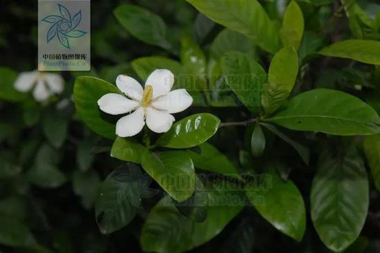 栀子花(图片来源:中国植物图像库)