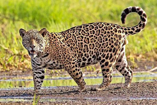 美洲豹Panthera onca(图片来自网络)
