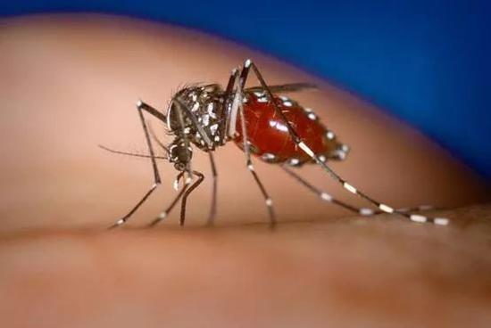 白纹伊蚊(Aedes albopictus) 图源:Wikipedia