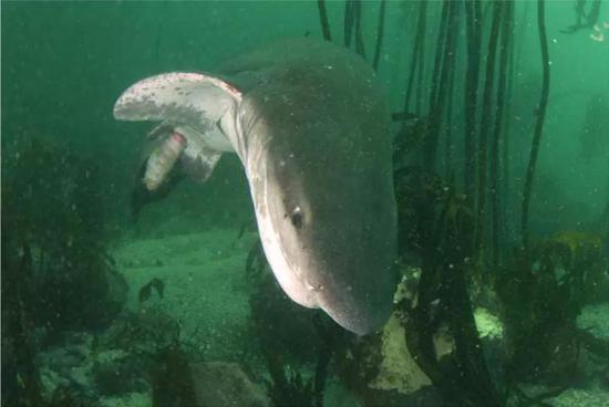 野外观察到扁头哈那鲨Notorynchus cepedianus的肠翻出现象。|Wiersma, Georgina, et al。/ Mar Biodiv (2016)