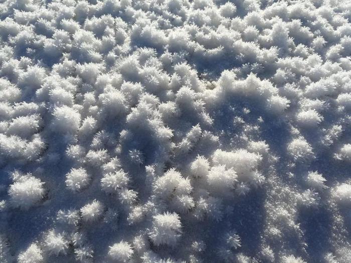 雪绒花(摄影: 郝建盛2018年2月24日拍摄于巴音布鲁克草原)