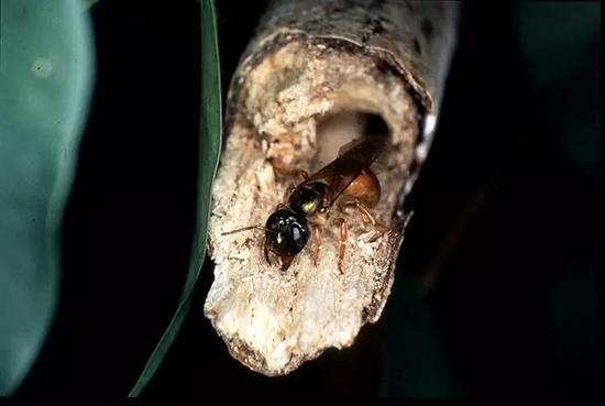 夜行性隧蜂(Megalopta genalis)