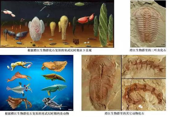 澄江生物群中的寒武纪生物(图片来源:网络)