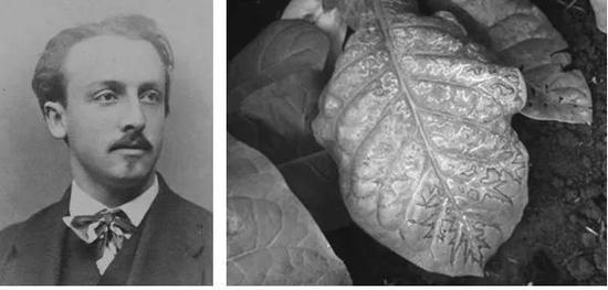 阿道夫·麦尔(Adolf Mayer)、患有花叶病的烟草叶