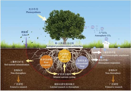 图4。全球气候变化背景下森林生态系统根际生物地球化学循环过程研究框架图(图片来源:作者)