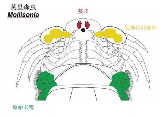 莫里森虫的特征结构示意图(图片来源:Jean-Bernard Caron 制作)
