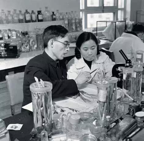 20世纪50年代,屠呦呦与药学家楼之岑从事传统药物研究。