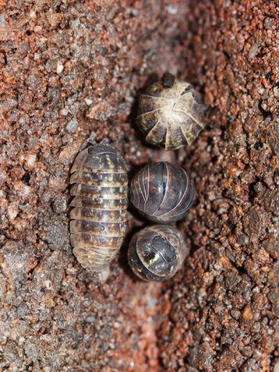 等足目中最常见的潮虫,体长14mm左右 图片来源:https://www.insects.jp/kon-warajiokadango.htm