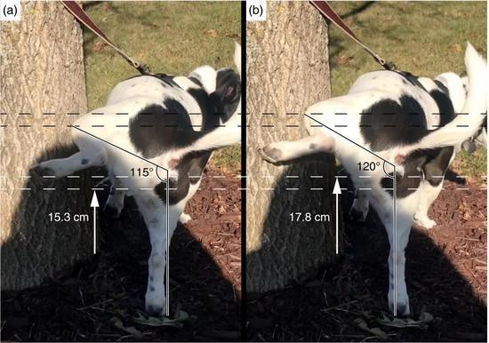 尿角的计算 图片来源Urine marking in male domestic dogs: honest or dishonest?
