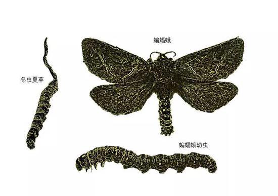 (图片为作者绘制)