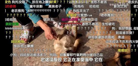 刘苏良家经常出镜的小狗