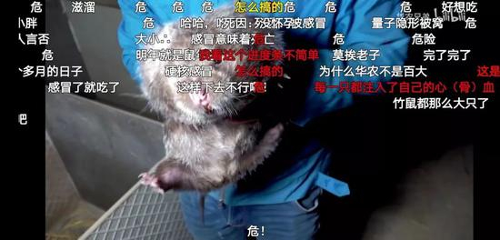 感冒的竹鼠,危!