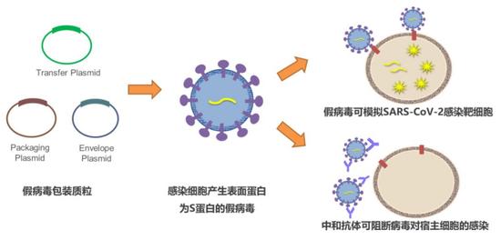 图10。 假病毒颗粒用于冠状病毒研究(引自金斯瑞公司)