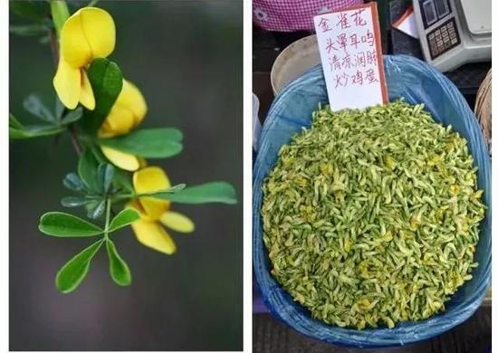 图6 金雀花