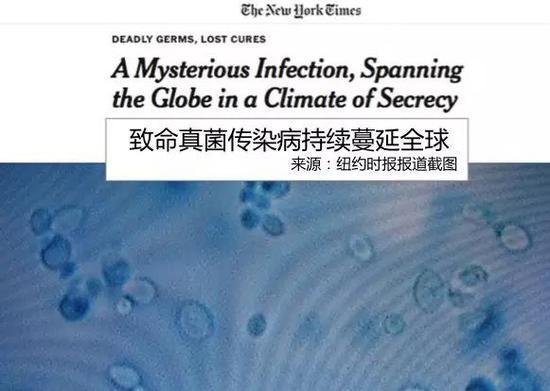 《纽约时报》关于致命真菌的报道截图(图片来源:作者提供)