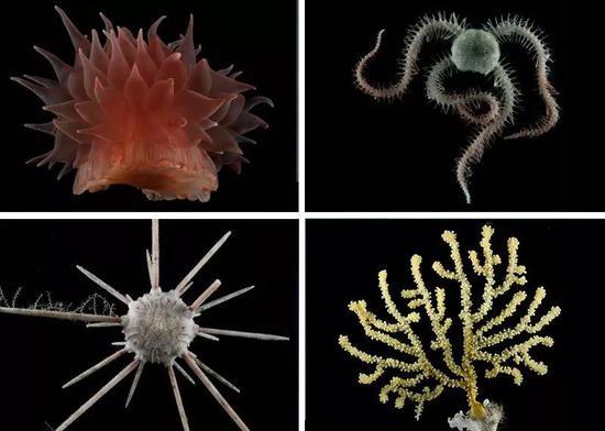 南印度洋大洋中脊附近的深海生物。从左上角起顺时针方向:海葵、蛇尾、棘柳珊瑚和石笔海胆。