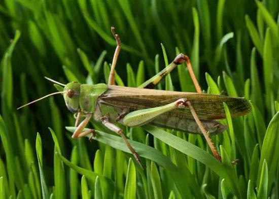 飞蝗(Locusta migratoria)