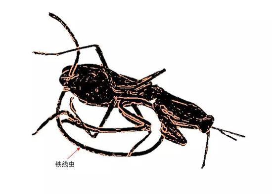 (图片为作者绘制)