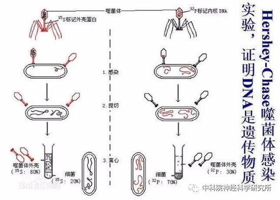 噬菌体感染细菌实验。阿尔弗雷德·赫尔希(Alfred Hershey)和玛莎·蔡斯(Martha Chase)因此获得1969年诺贝尔生理学或医学奖。(图片来源:百度百科)