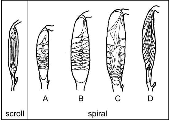 左侧为画卷型螺旋瓣,右侧4种为螺旋形螺旋瓣。|Hunt, A。 P。, et al。/ Vertebrate Coprolites (2012)