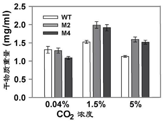 野生菌株和改造藻株在高CO2(5%浓度)环境下生物质产量(WT:野生菌株;M2和M4改造藻株)(图片来源:中科院青岛生物能源与过程研究所单细胞中心)
