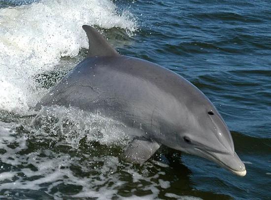 宽吻海豚(图片来源:Center of Whale Research)