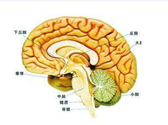 脑的结构 图源:百度百科