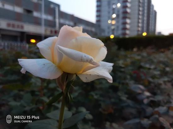 魅族15 Plus样张