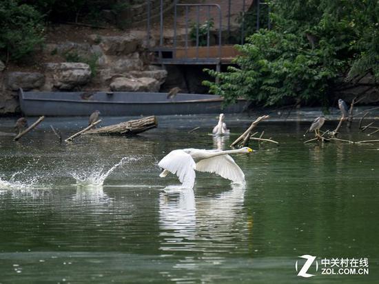 松下200mm f/2.8自身对焦很快,防抖是一大亮点