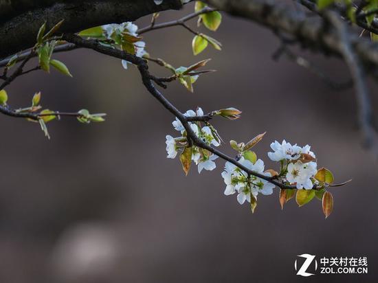 松下200mm f/2.8实拍样片
