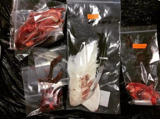 在纽芬兰的CLEAR,研究与食用是紧密相连的。(图片来源:MAX LIBOIRON)