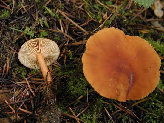 Lactarius rubidus(一种乳菇)味如枫糖,这让它易于识别。(图片来源:NATHAN WILSON)