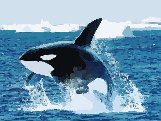 虎鲸(orcas)是为数不多的拥有绝经期的动物。(图片来源:pixabay)