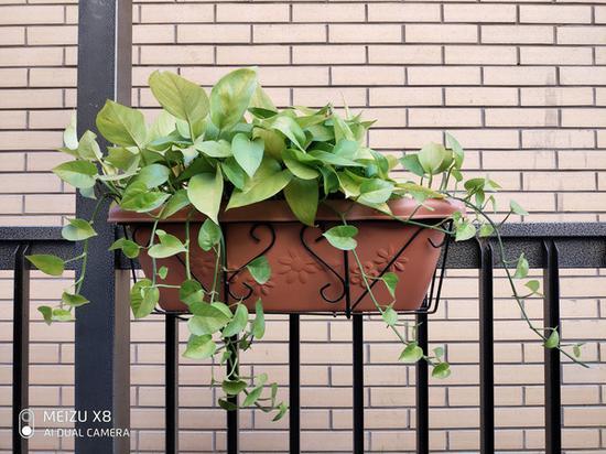 魅族X8绿植拍照样张