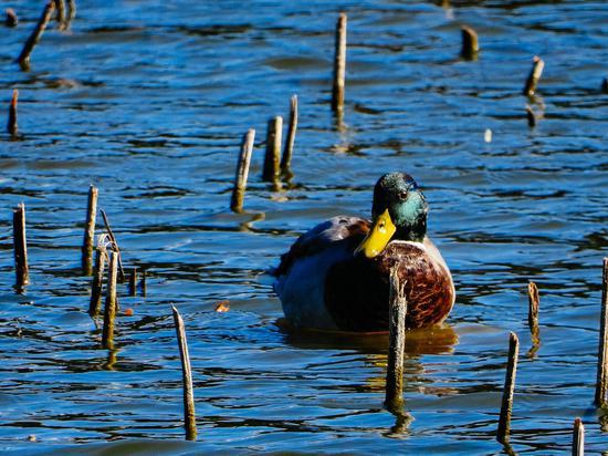 焦距:2600mm 快门速度:1/500秒 光圈:F7.1 感光度:ISO 250