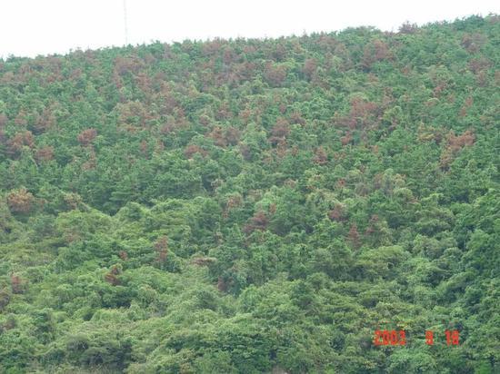 宁波某座山头成片枯死的松树。图片来源:宁波出入境检验检疫技术中心