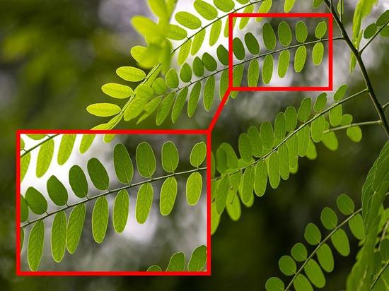 通常我们放大看照片,看到的是更多细节