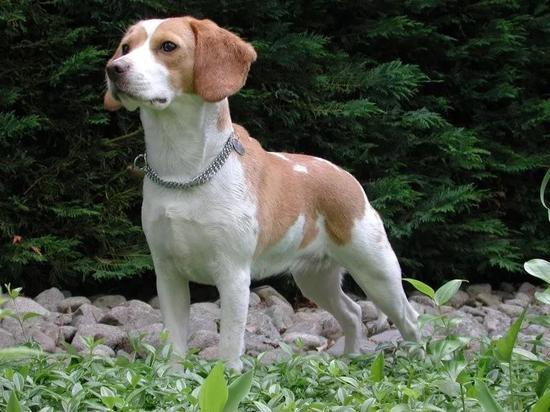 比格犬。来源Wikimedia Commons