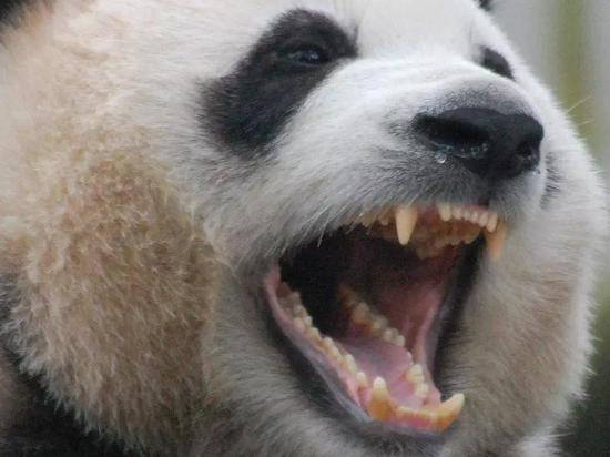 (张大嘴的熊猫,还可爱吗?)