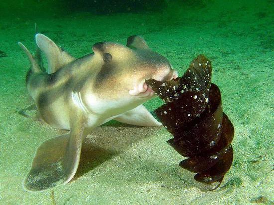 图片来源:推特@Shark Guardian