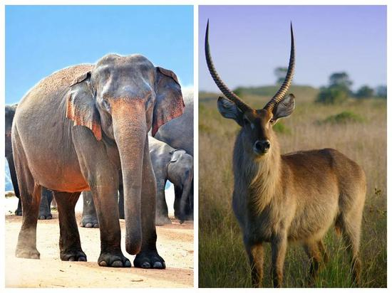 大象与羚羊 | pixabay